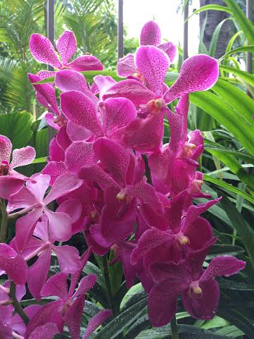 orchids