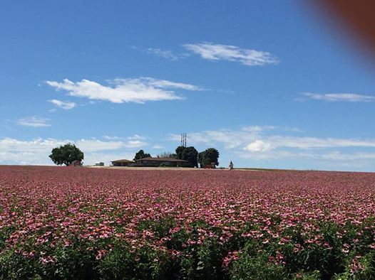 13612104_10207266248402398_4946152431782686197_n