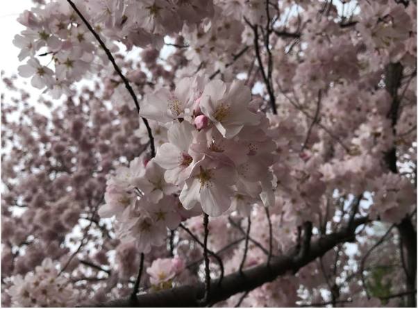 30221923_10157021063598475_1062586376593080320_n